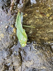 Philophyllia guttulata