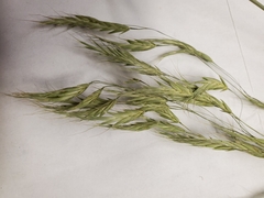 Bromus pubescens