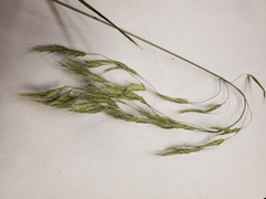 Bromus pubescens