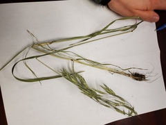 Bromus pubescens