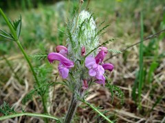 Pedicularis rubens