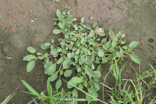 Corchorus depressus