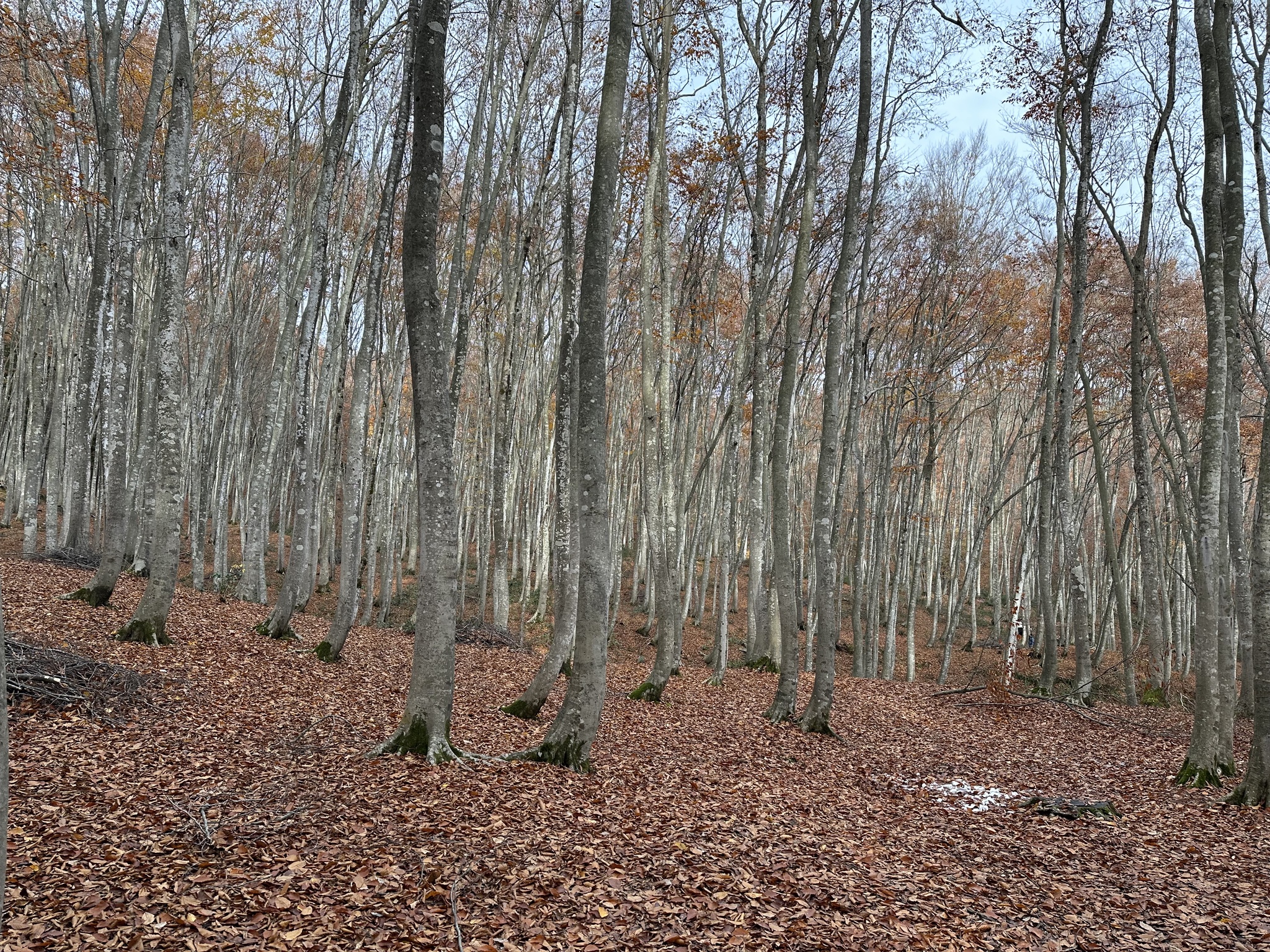 Japanese Beech (Fagus crenata)