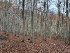 Fagus crenata, photograph (c) Yoshihiro Tokue, some rights reserved (CC BY)