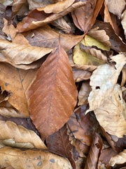 Fagus crenata, photograph (c) Yoshihiro Tokue, some rights reserved (CC BY)