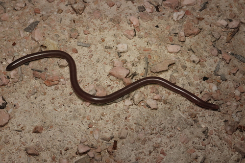 Southern Blind Snake sighting