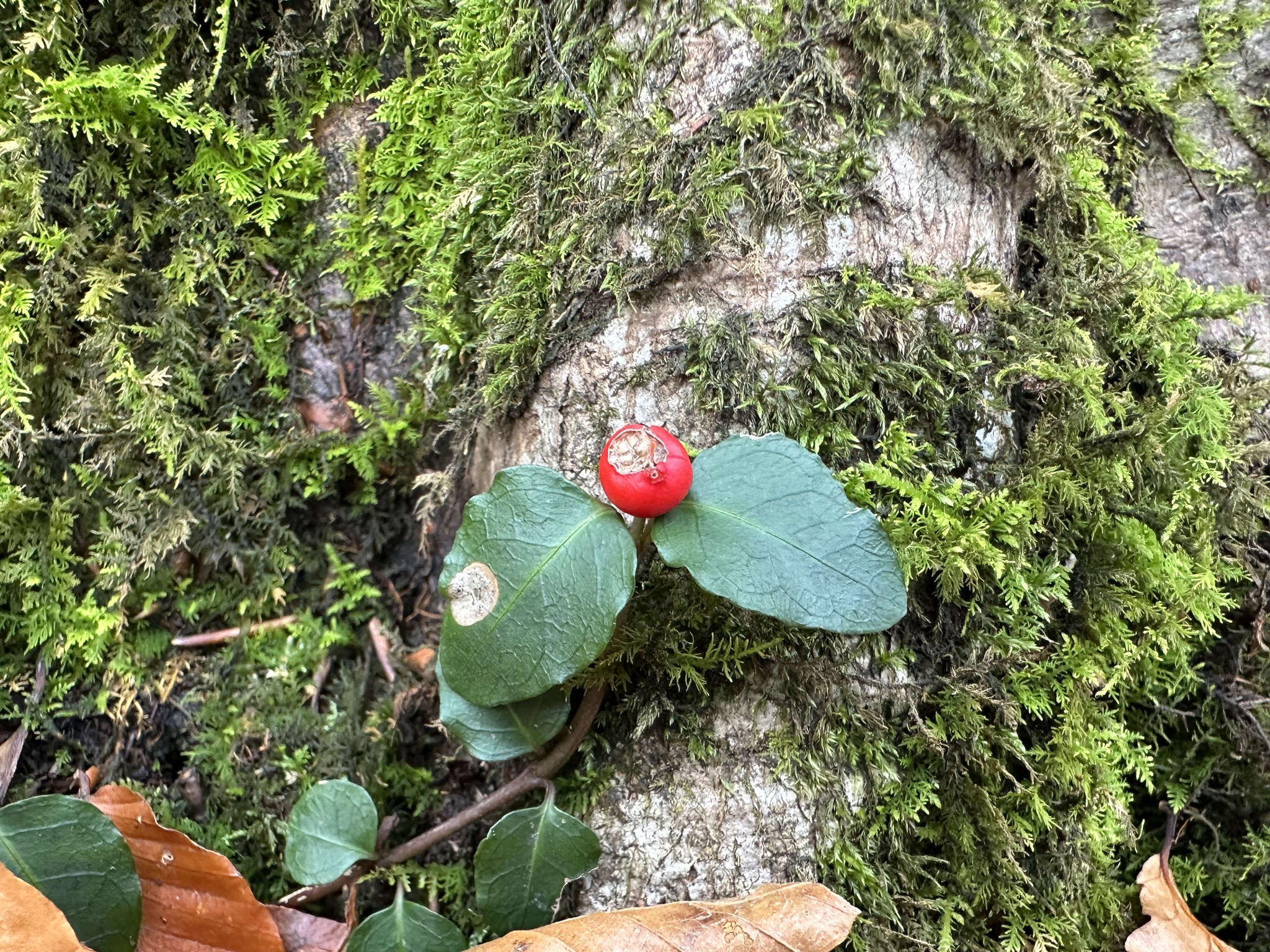 Asian Mitchella (Mitchella undulata)