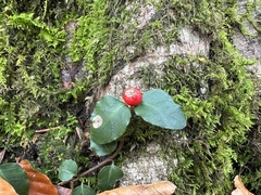 Mitchella undulata, photograph (c) Yoshihiro Tokue, some rights reserved (CC BY)