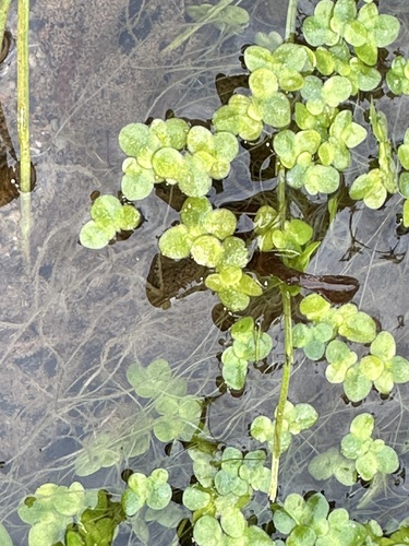 Common Duckweed