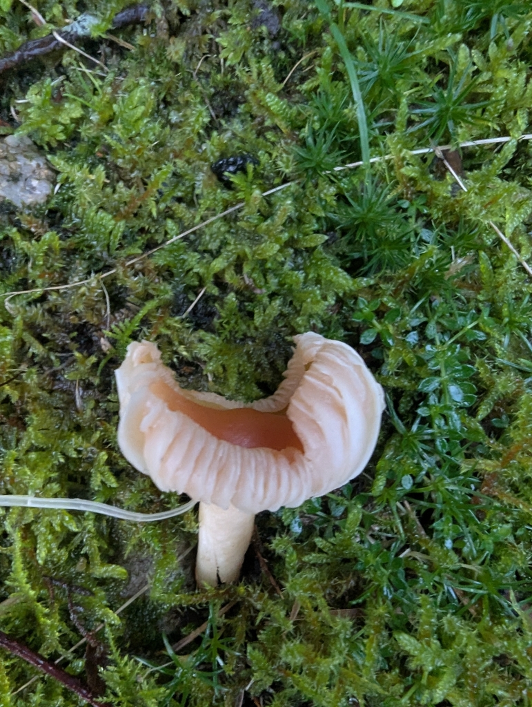 Cuphophyllus pratensis · November 2025 · photo: © ohwhen (iNaturalist, cc-by)