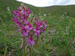 Pedicularis rubens