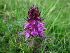 Pedicularis verticillata