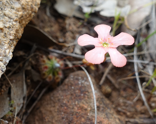 Drosera walyunga N.G.Marchant & Lowrie