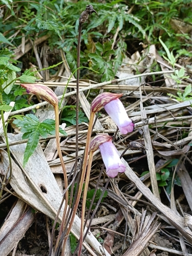 Indian Broomrape (Aeginetia indica)