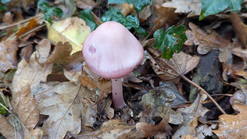 Mycena rosea · November 2025 · photo: © rudolphous (iNaturalist, cc-by)
