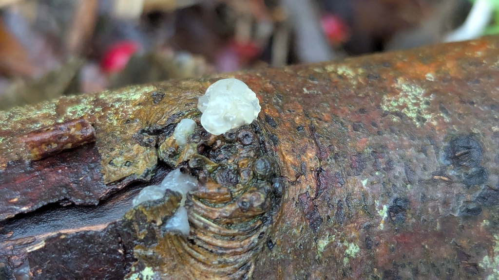 Myxarium nucleatum · November 2025 · photo: © rudolphous (iNaturalist, cc-by)