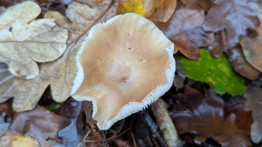 Rhodocollybia asema · November 2025 · photo: © rudolphous (iNaturalist, cc-by)