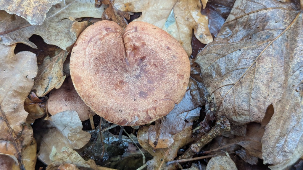 Lactarius quietus