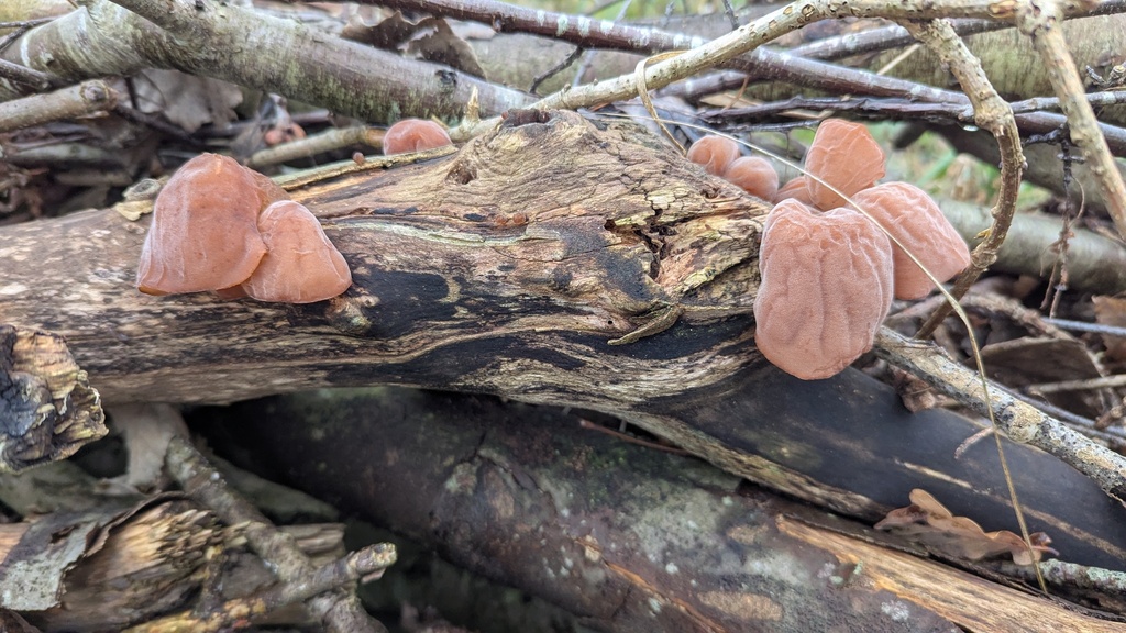Auricularia auricula-judae · November 2025 · photo: © rudolphous (iNaturalist, cc-by)