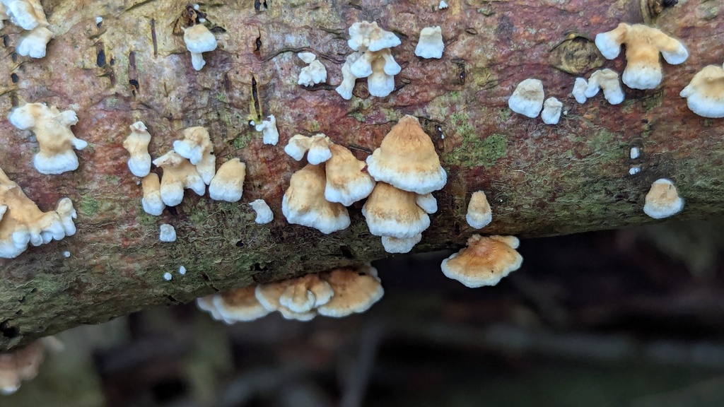 Plicatura crispa · November 2025 · photo: © rudolphous (iNaturalist, cc-by)
