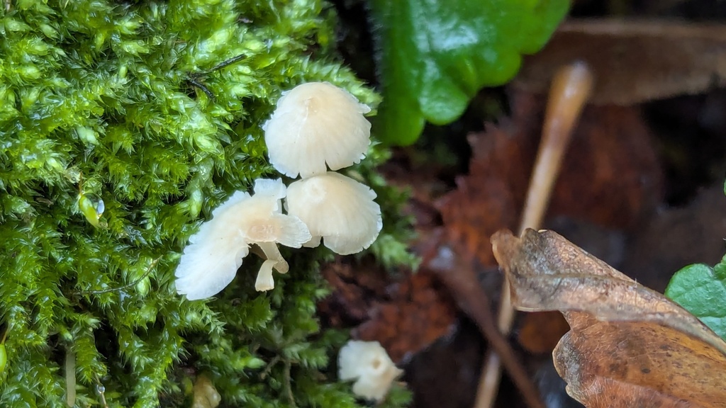 Atheniella flavoalba