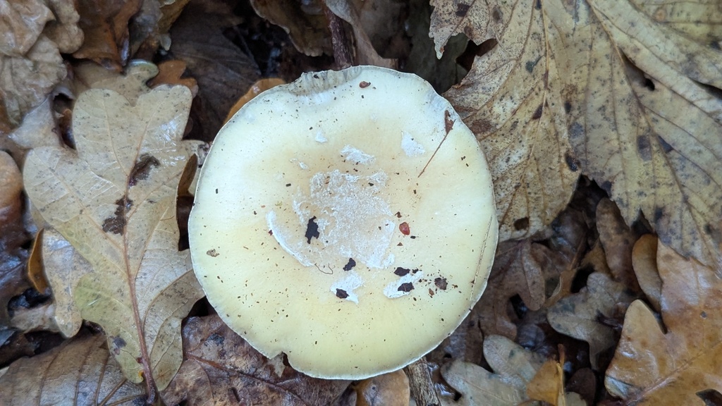 Amanita junquillea · November 2025 · photo: © rudolphous (iNaturalist, cc-by)