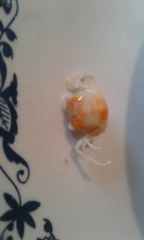 oyster pea crab