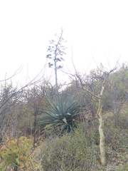 Agave aurea
