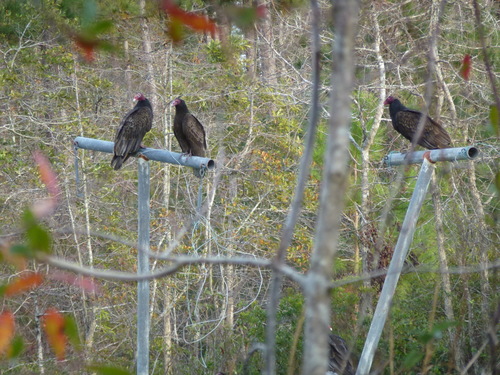 Turkey Vulture photographed in North Carolina
