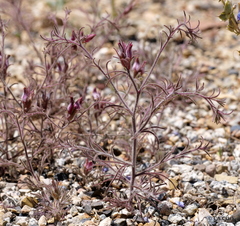 Cordylanthus kingii helleri