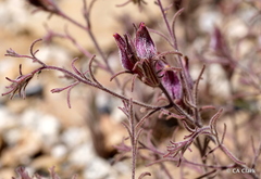 Cordylanthus kingii helleri