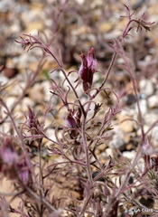 Cordylanthus kingii helleri