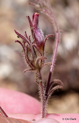 Cordylanthus kingii helleri
