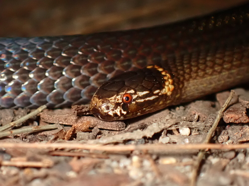 Southern Dwarf Crowned Snake sighting
