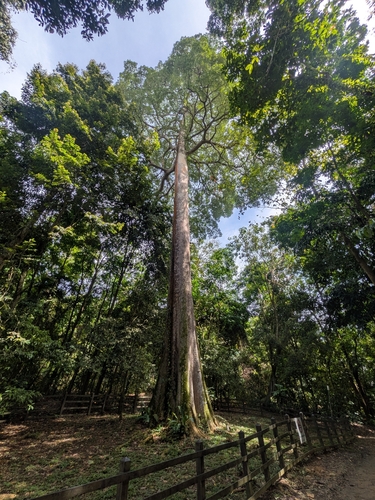 Alstonia angustiloba, photograph 1