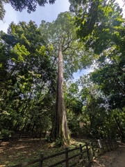 Alstonia angustiloba, photograph (c) Steven Bodzin, some rights reserved (CC BY)