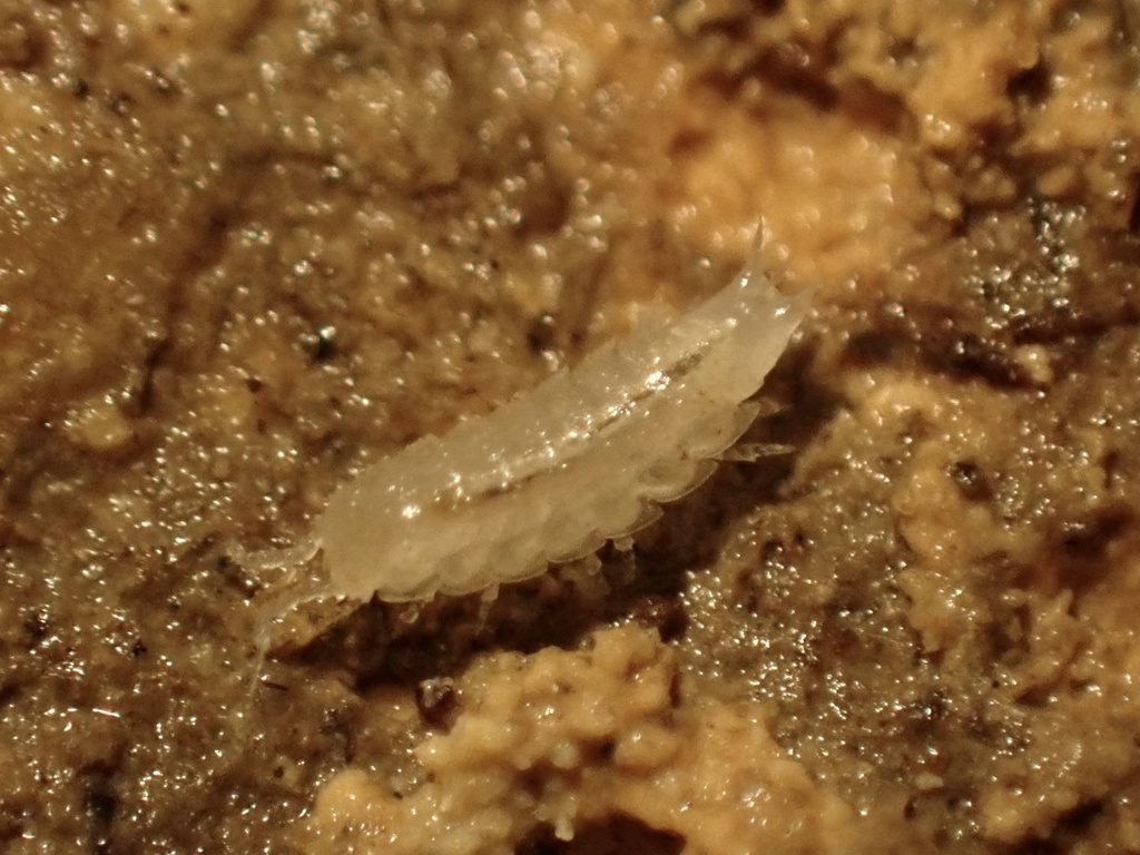 Nesiotoniscus ribensis