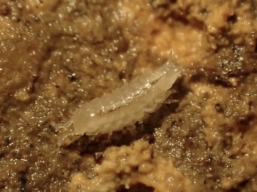 Nesiotoniscus ribensis