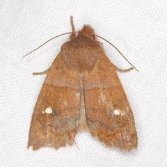 Eupsilia vinulenta