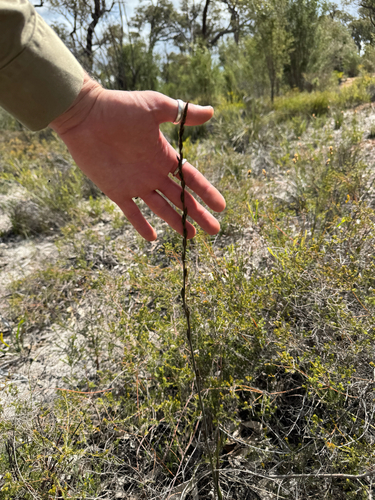 Haemodorum spicatum, photograph 4
