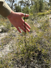 Haemodorum spicatum, photograph (c) Tyler Anthony, some rights reserved (CC BY)