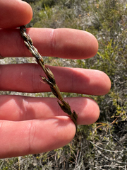 Haemodorum spicatum, photograph (c) Tyler Anthony, some rights reserved (CC BY)