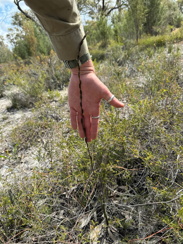 Haemodorum spicatum, photograph 6