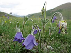 Pulsatilla ambigua