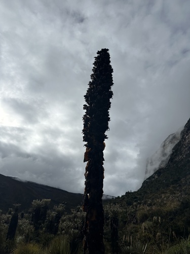 Puya goudotiana, photograph 4