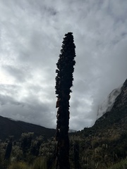 Puya goudotiana, photograph (c) Nicolás Baresch Uribe, some rights reserved (CC BY)