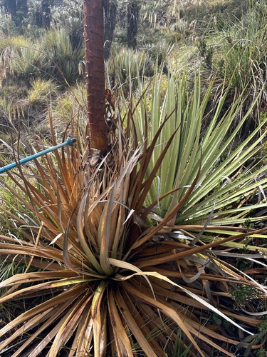 Puya goudotiana, photograph 5