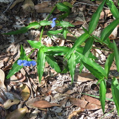 Commelina ensifolia