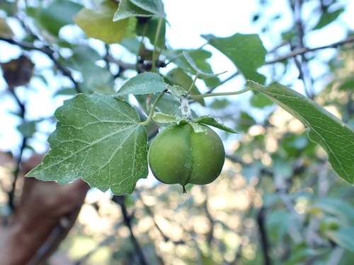 Jatropha cordata, photograph 1