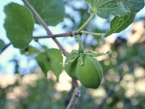 Jatropha cordata, photograph 3